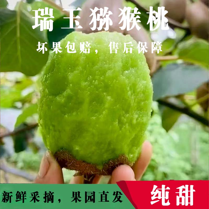 正宗陕西周至瑞玉猕猴桃新鲜应季水果纯甜多汁