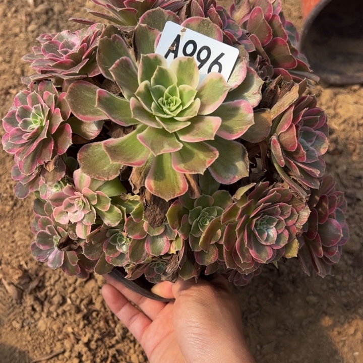 安娜多肉植物996.