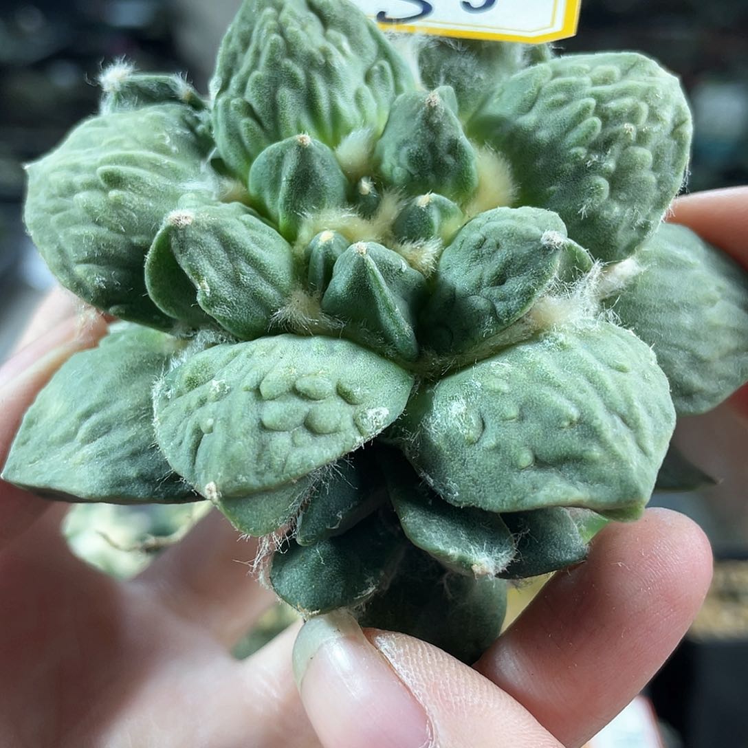 35号8cm自根福利好好怒涛