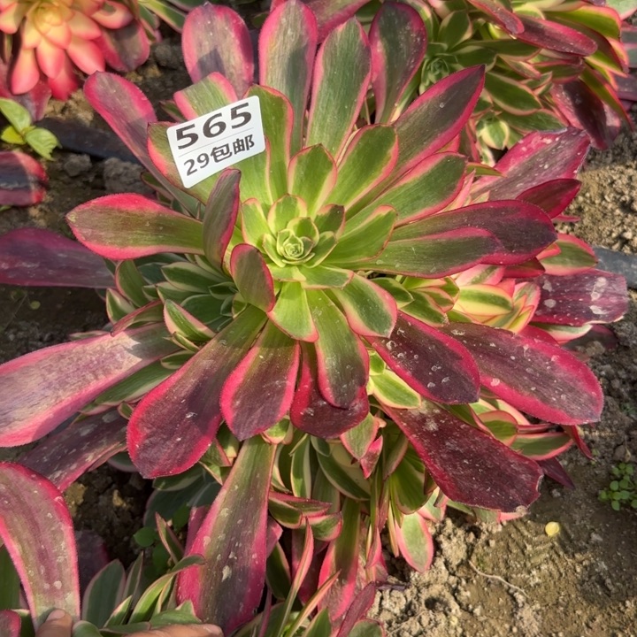 凤冠……多肉，植物