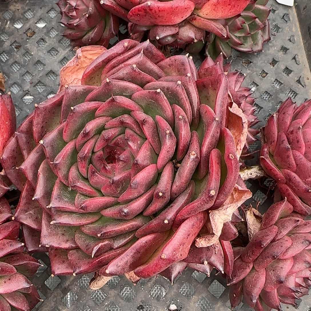 从前慢甄选多肉编号我爱你