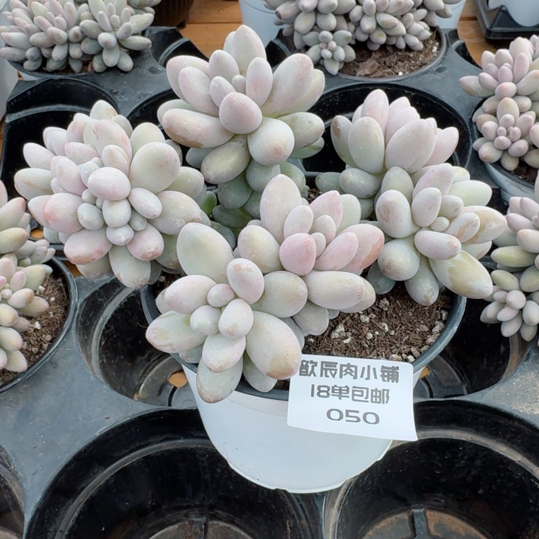 欣*多肉植物汤圆群050