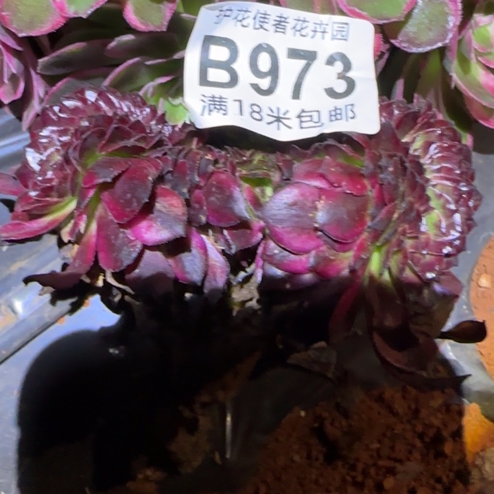 多肉法师魅力缀化