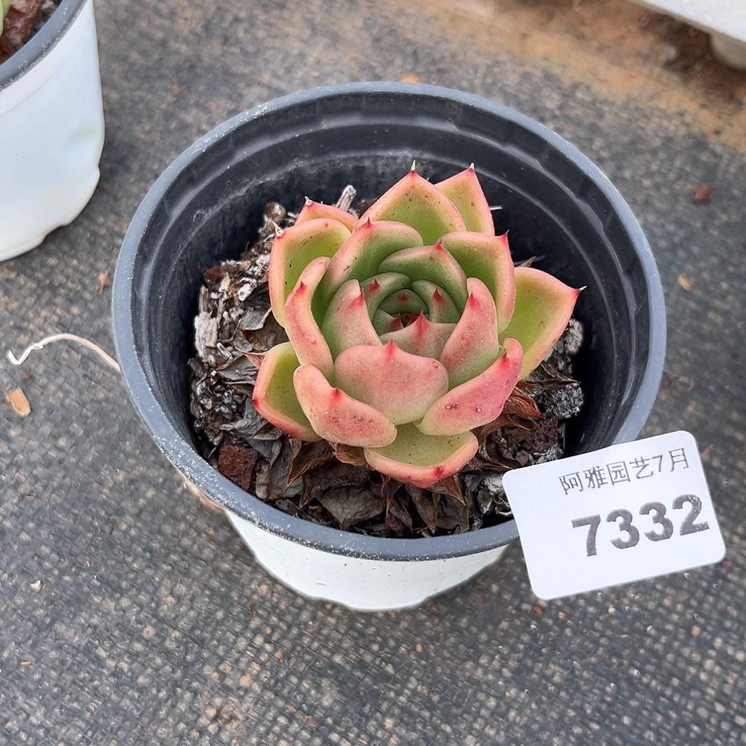 阿雅园艺。     7332