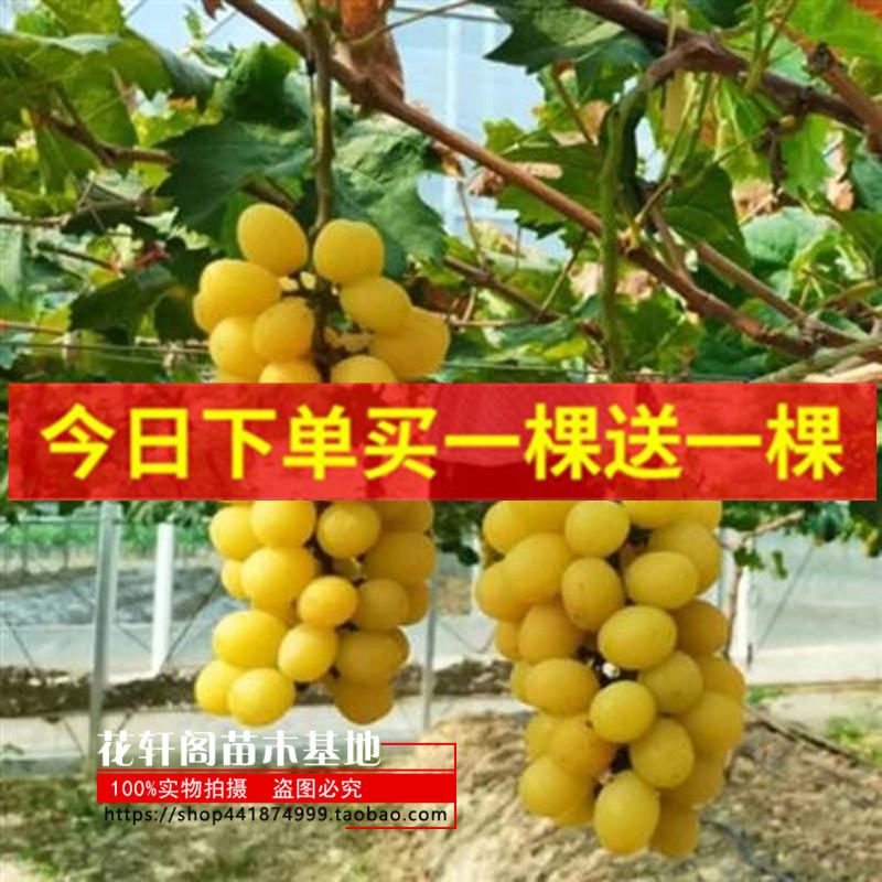 金阳光玫瑰葡萄苗大苗果树苗爬藤巨峰葡萄树苖南北方种植当年结果