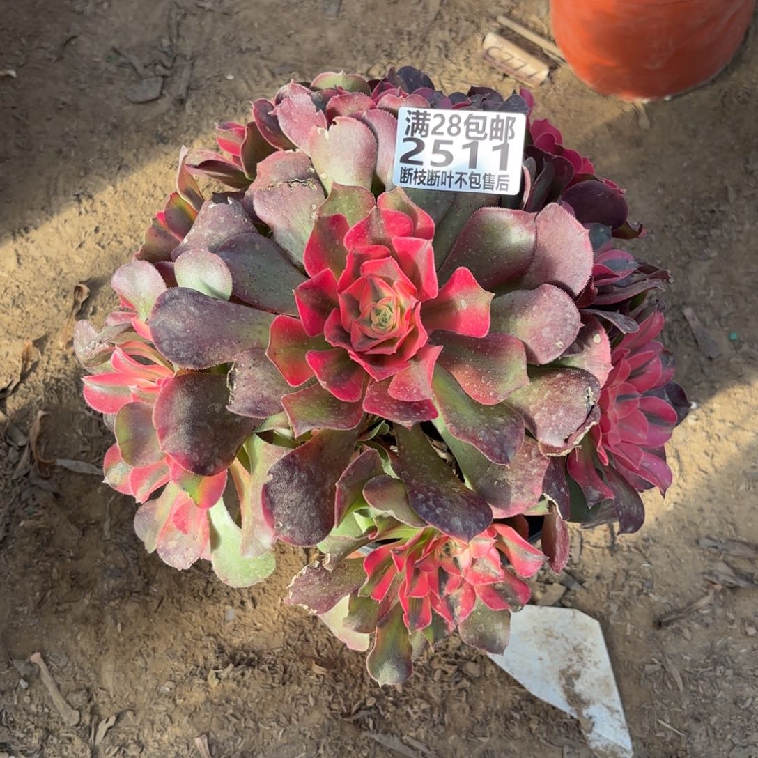 M. 2511香妃多肉汤，aaeee