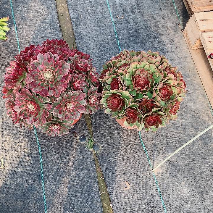 法师图片多肉植莲花座