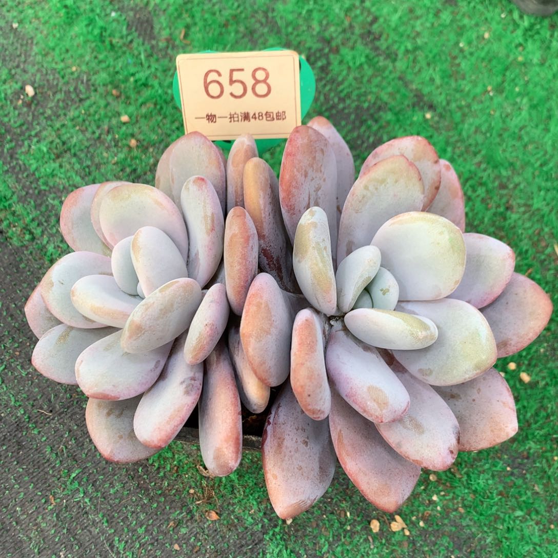 拉拉奶老桩一物一拍