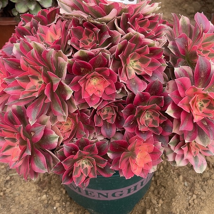 无花朵666红女巫对肉植物