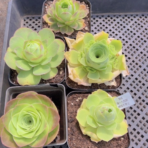 956 裸根不带土发货福利