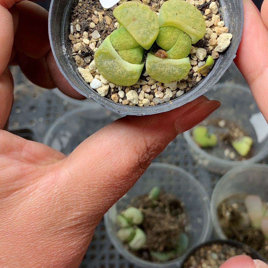 D22多肉植物保护研究所