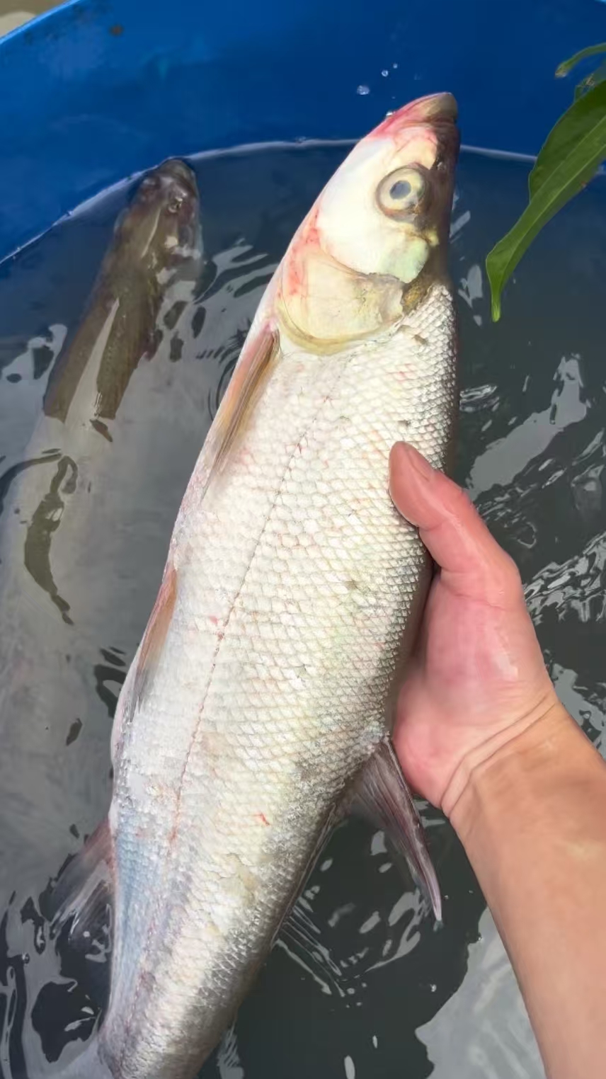 翘嘴鱼 渔场发货 鲜活淡水鱼