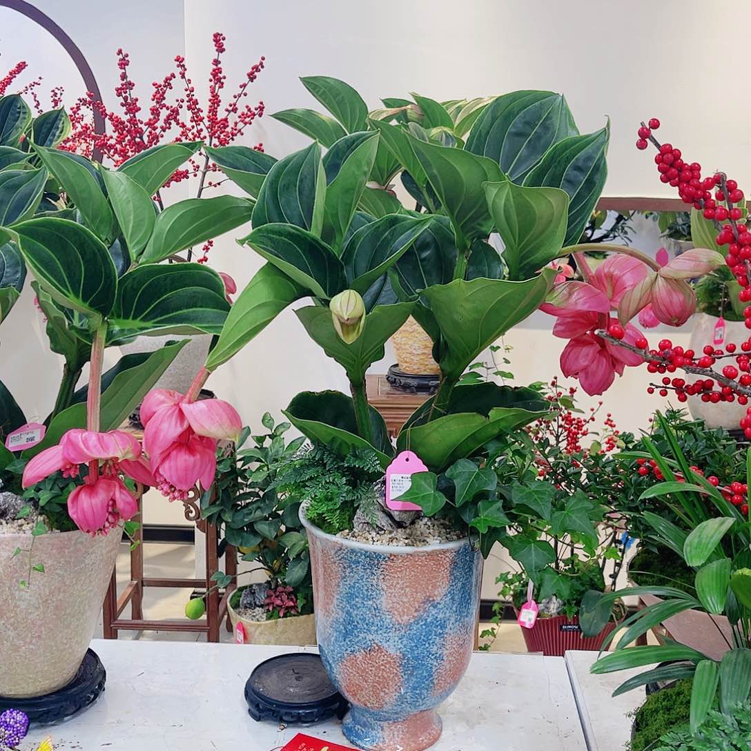 无花朵高端盆景一物一拍