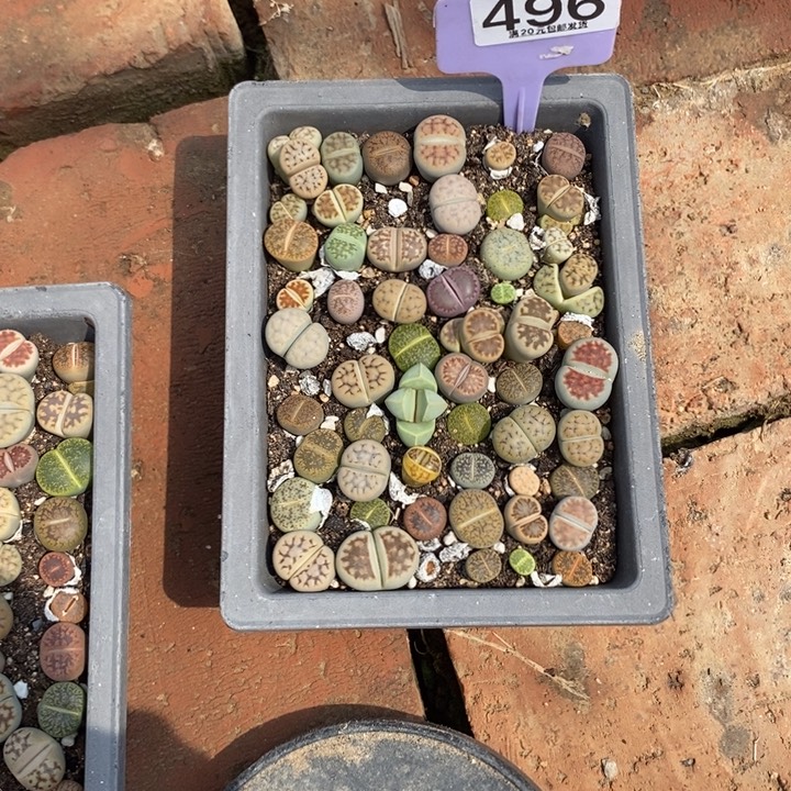 上***！生石花等植物的496