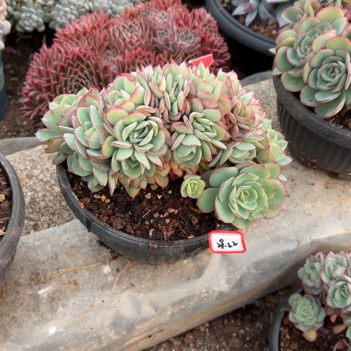 ****缘精品多肉植物老桩牡丹亭缀