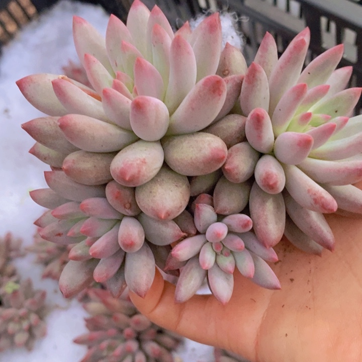 是啊就是想问你们