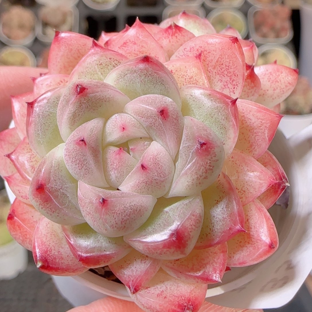 花语多肉1208-357