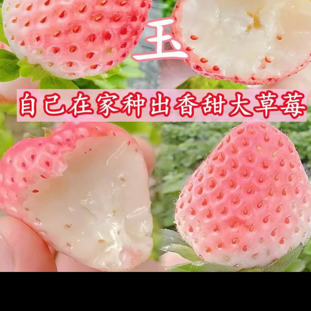 『新品』淡雪越雪妃真红美玲家庭种植草莓秧苗南北盆栽地栽原盆原土