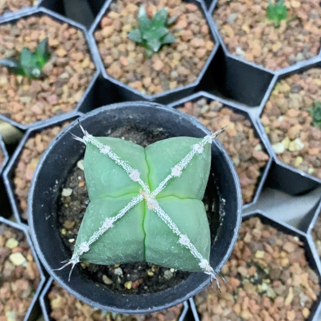 蛋***宝仙人球实生鸾凤玉带盆