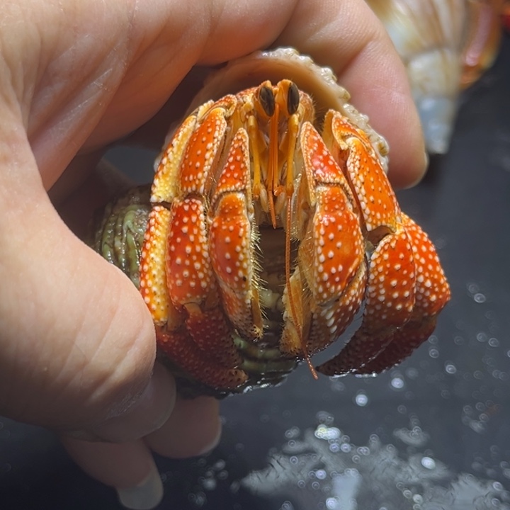 闪6号毛球3.0口径