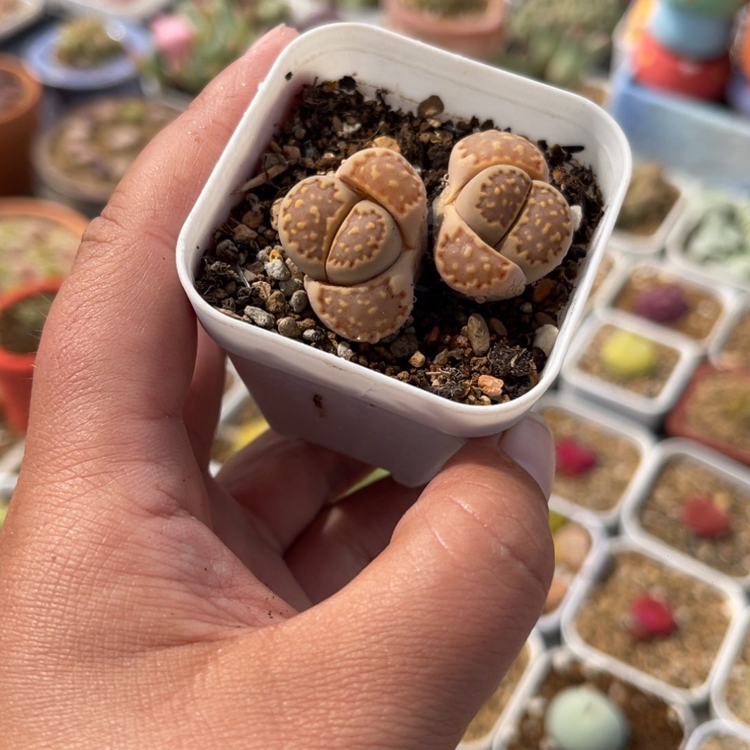 1425多肉植物生长