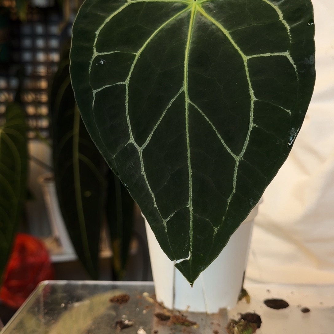 凯***比完全开放G08  黑水晶