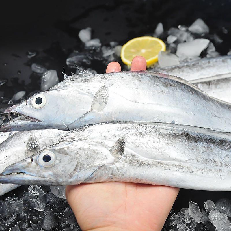 【中带】正宗舟山东海海钓小眼睛带鱼新鲜 肉质细嫩野生带鱼