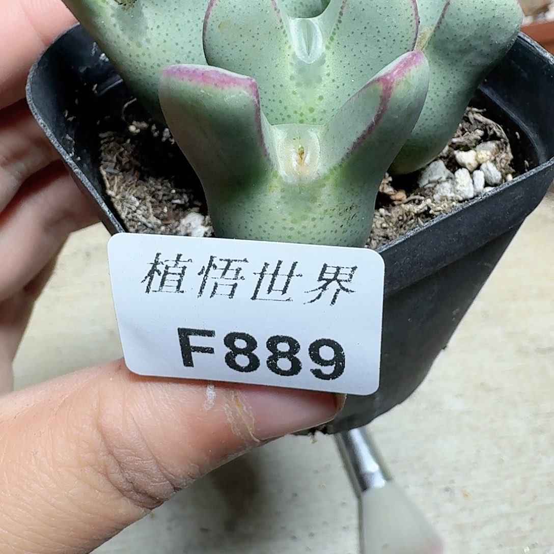 889盒多肉植物哇v v