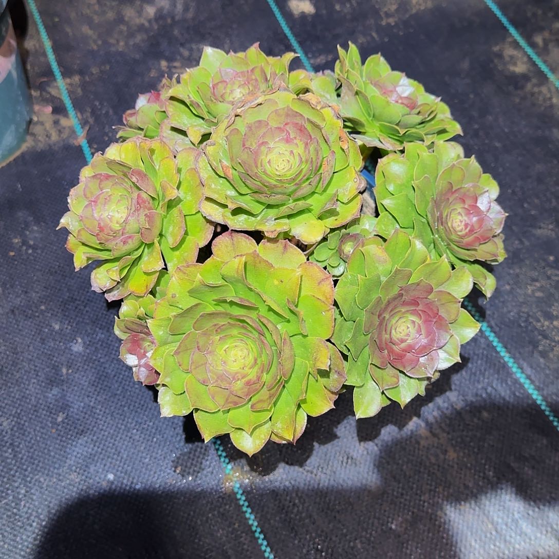 多肉植物红心万圣节老庄