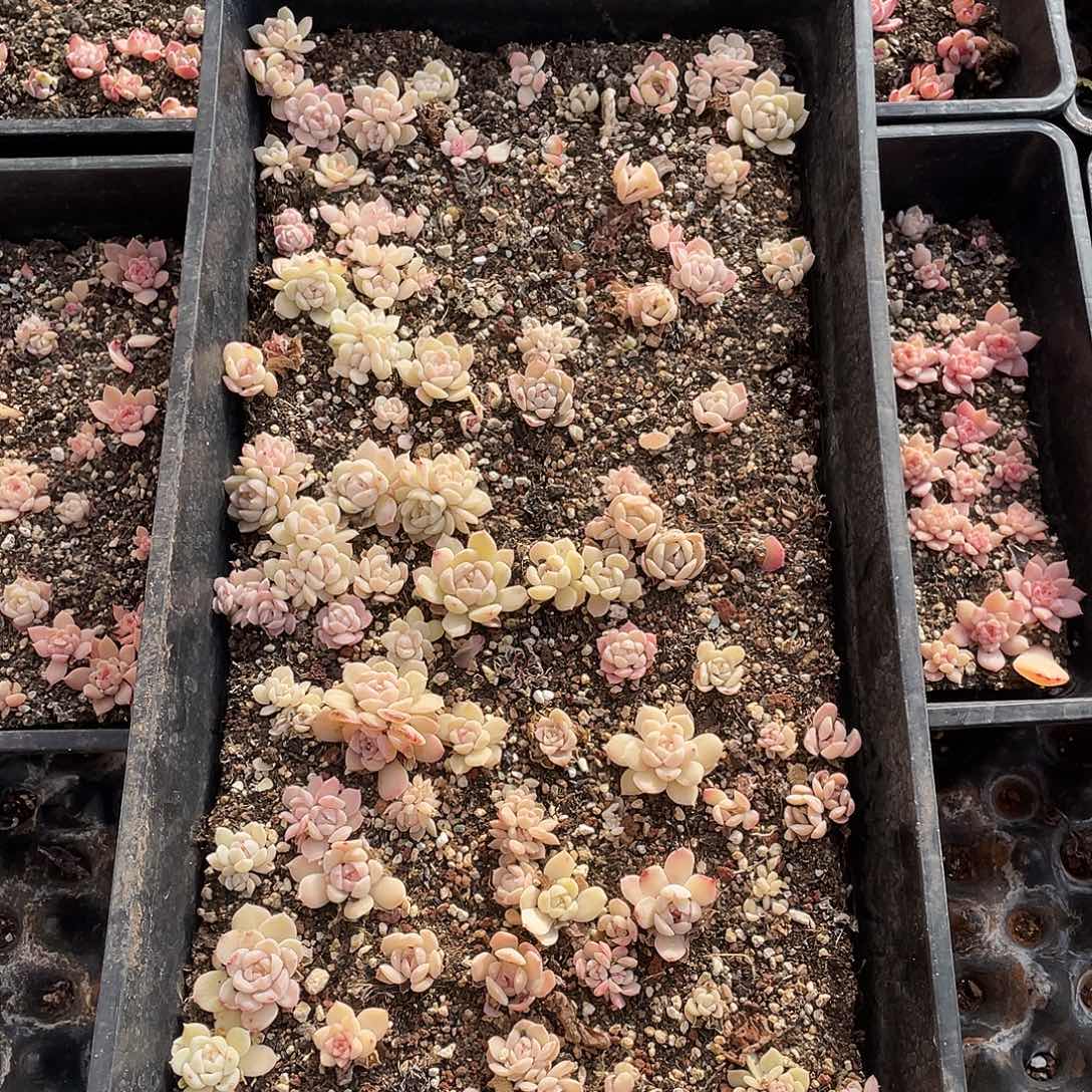 芝***丁372。 切盒发货。           