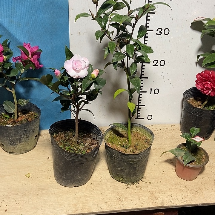 完全开放黑骑时甜珍妮