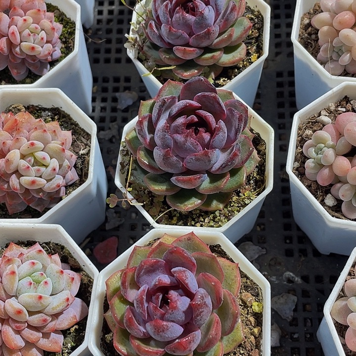 八角盆黑橙子带哦土发