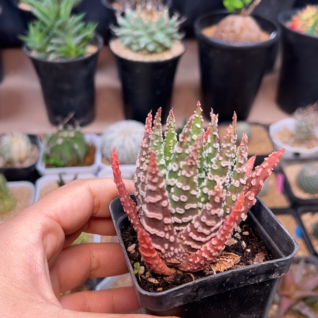 眼圈熊猫眼硬叶十二   ，18包邮非偏远