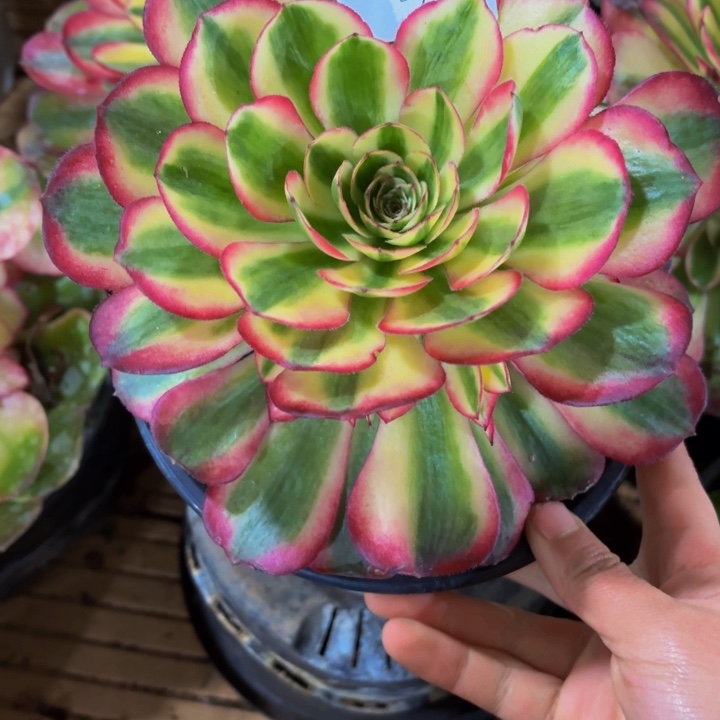 云南荔枝32号拍拍