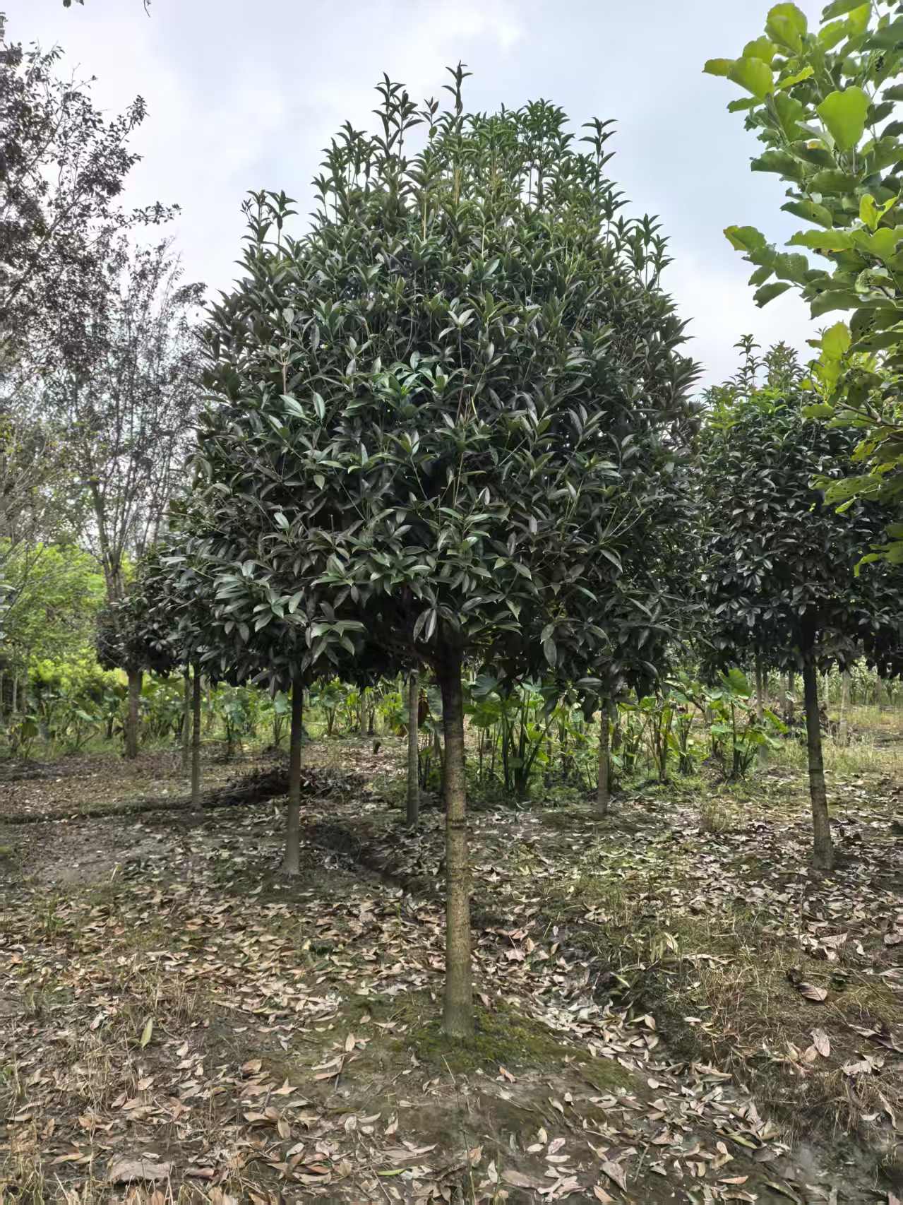 大型精品四季桂花树盆景直播间