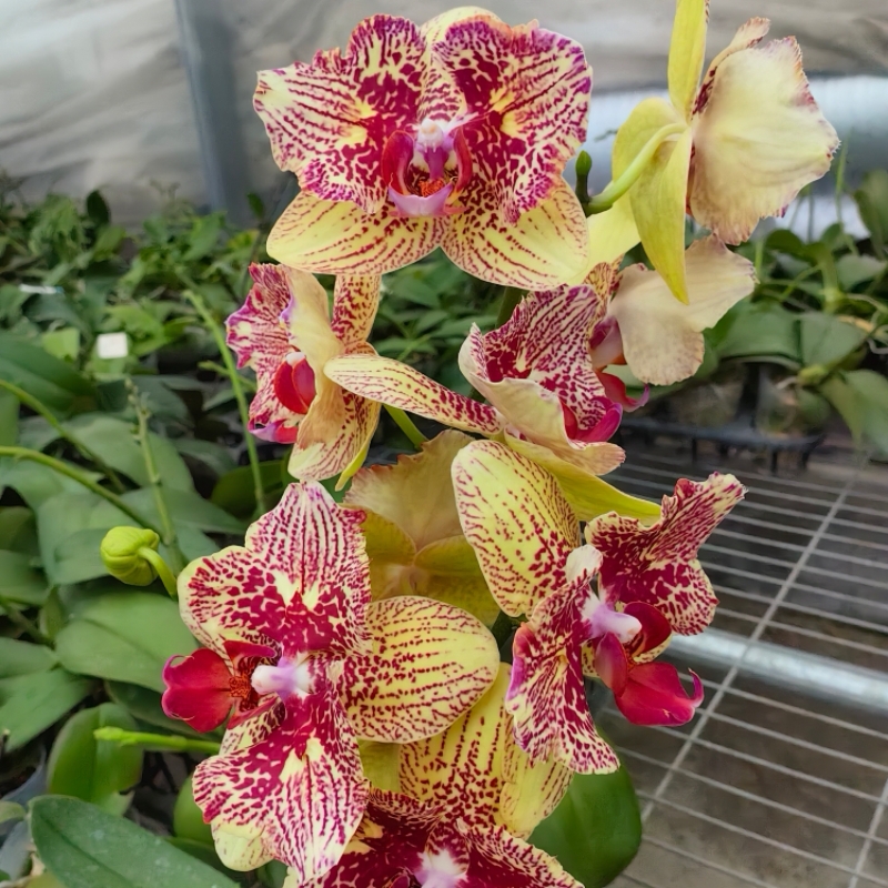 蝴蝶兰2.8寸两眼大花张飞