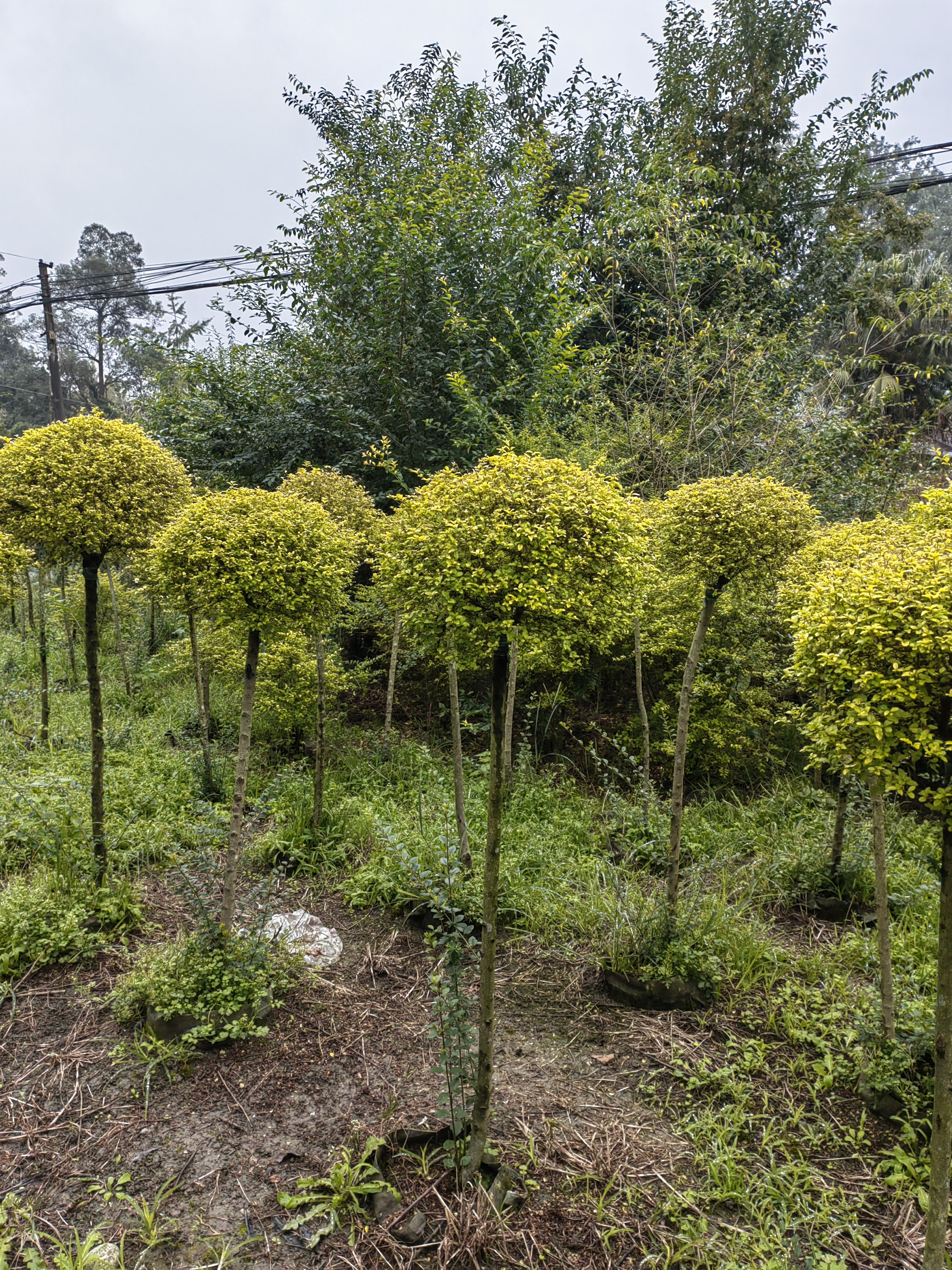 创意盆栽打造独特花园景观