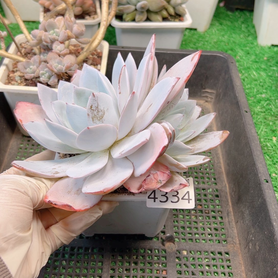 无花朵多肉一物一拍植物4334