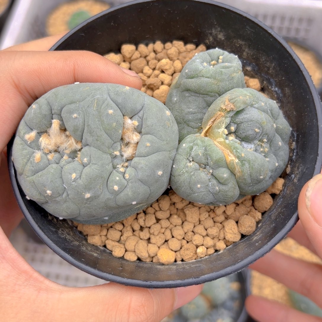 多头连体缀G g g g g g