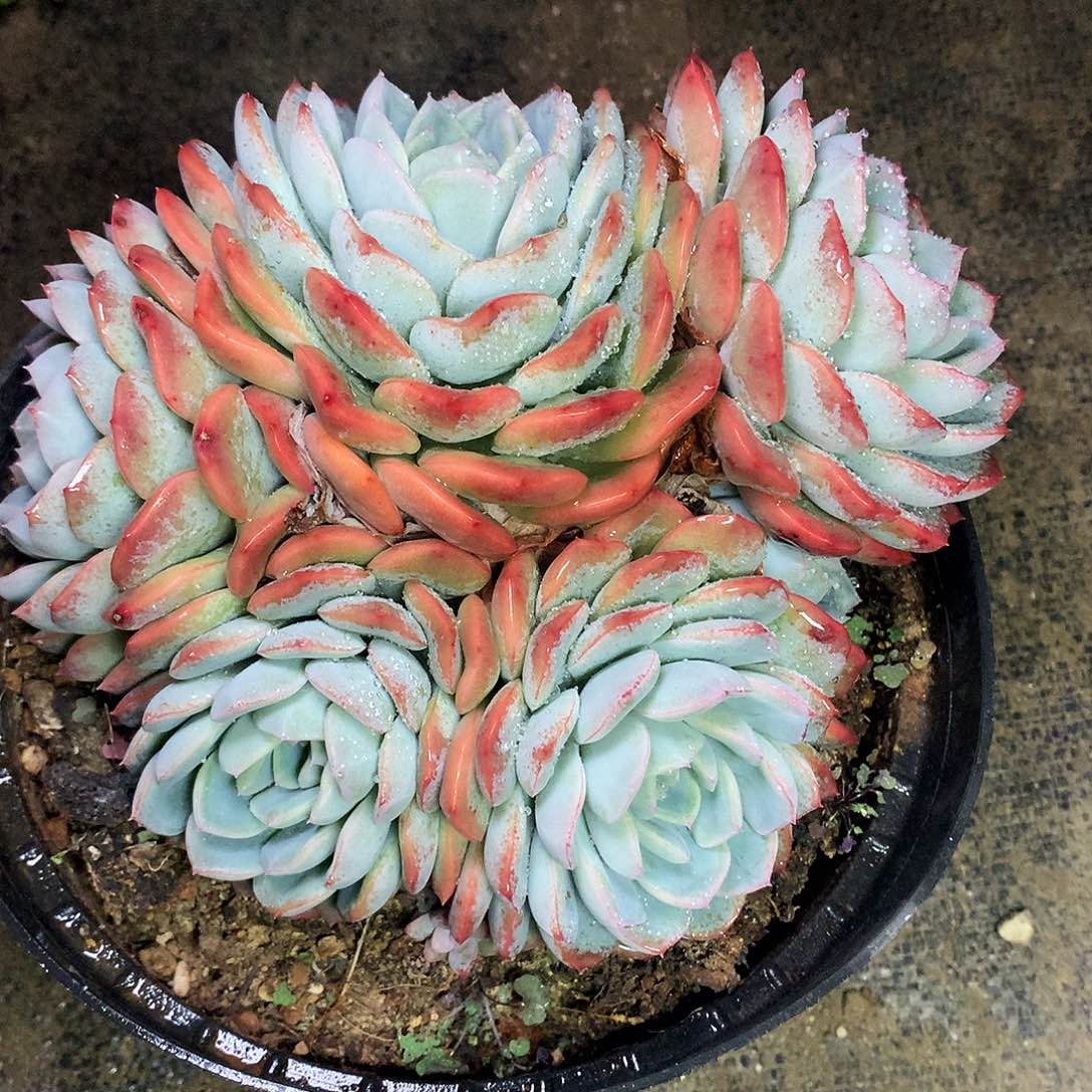 冰沙一物一拍6-22