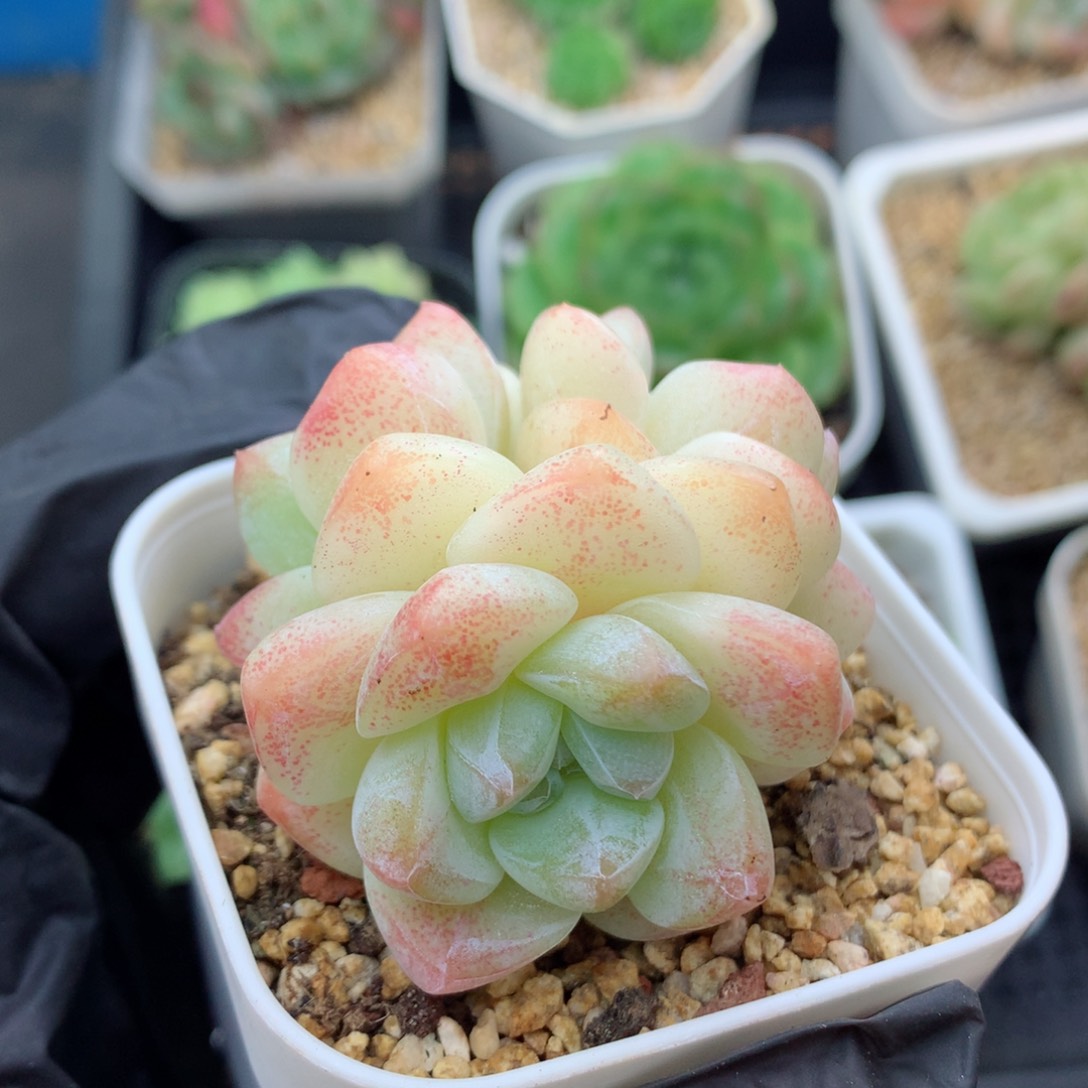 58包邮  群生不包整冰玉98