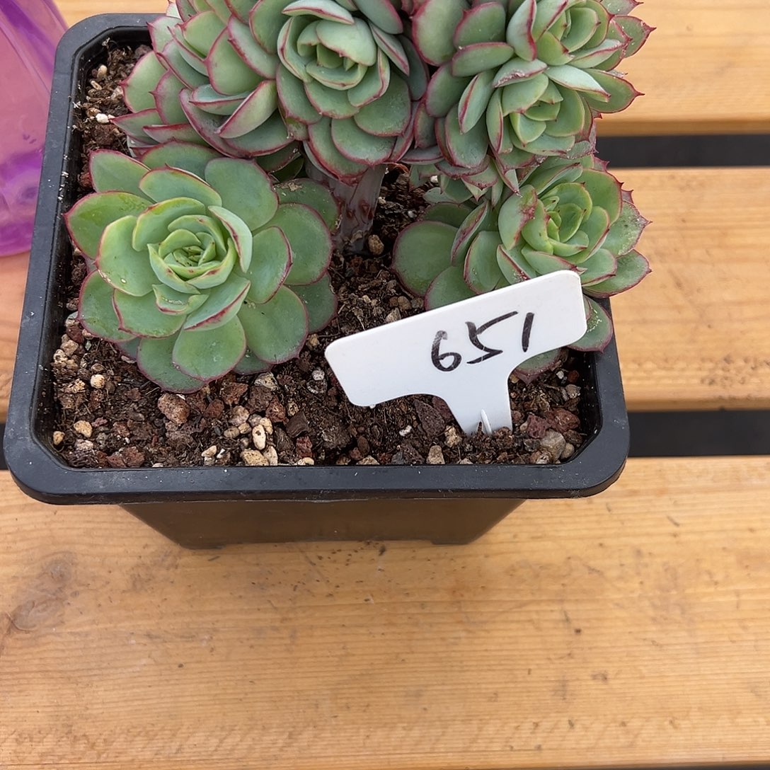 651牡丹亭缀化。 多肉 