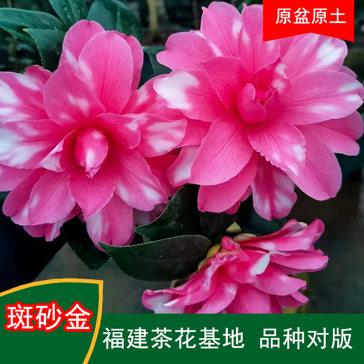 斑砂金珍贵茶花品种室内外花卉阳台庭院福建茶花基地直销包邮