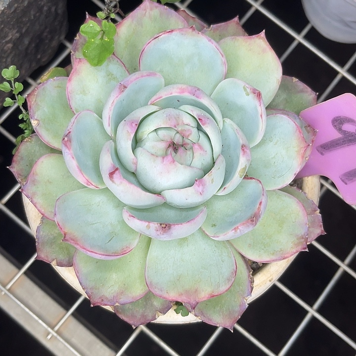 两单包邮，一物一拍91惊鸿