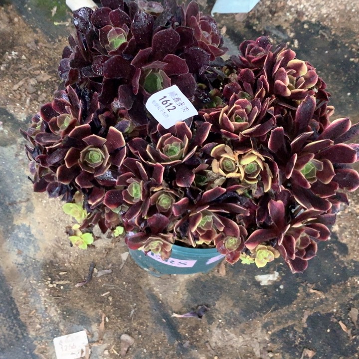 1612欧嘉莉多肉植物