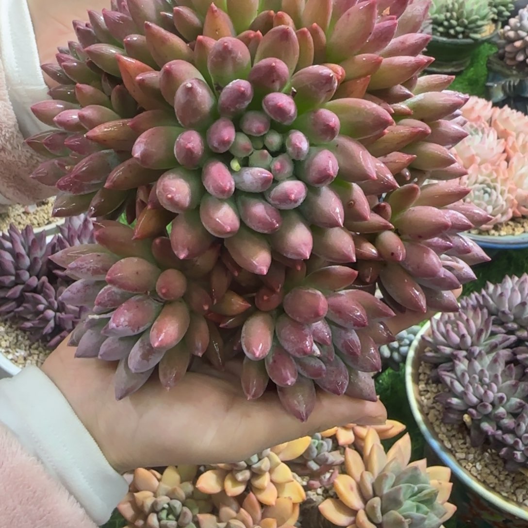 所罗门多肉植物多肉