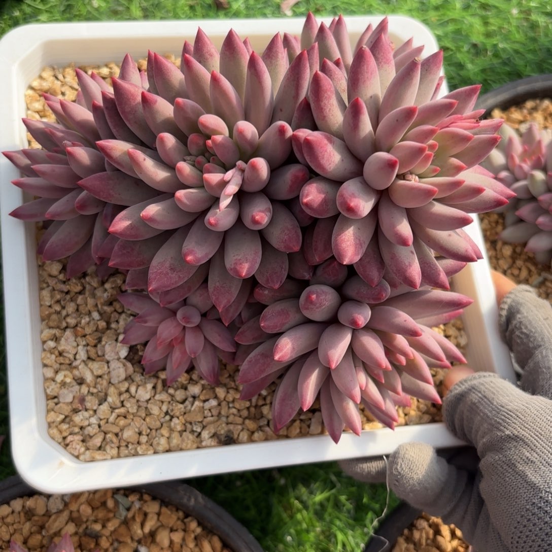 流沙虞美人88888888888多肉