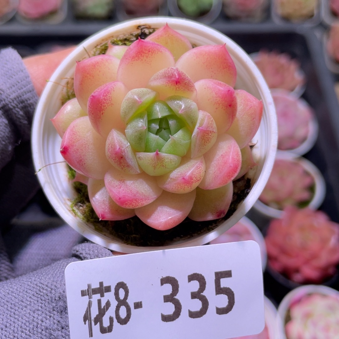 花利美8-335麦秆 