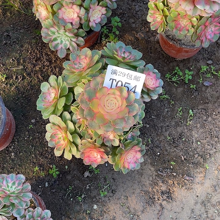 054荔枝多肉植物     