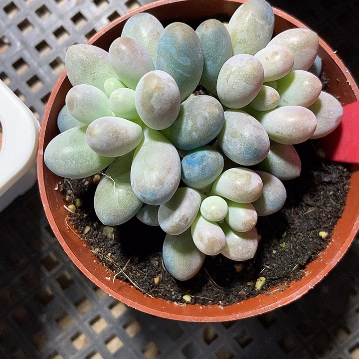 多肉植物樱花奶700